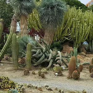 Bonanza Benalmádena